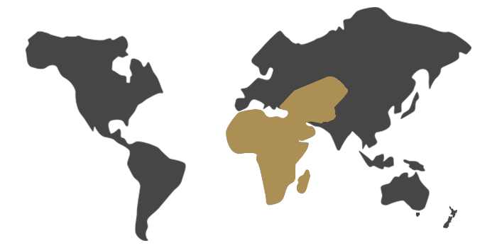 Africa & Middle East